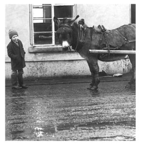 3. Donkey & Cart Arigna